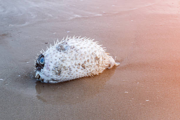 istock Blowfish or puffer fish were left to die on the beach 1318681139