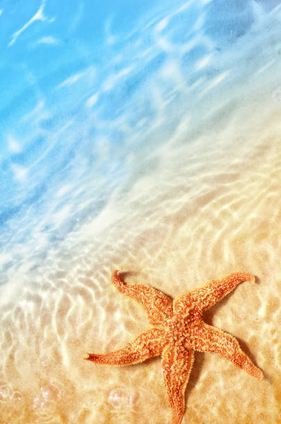 istock Starfish on the summer beach in sea water. Summer background. 1318681482