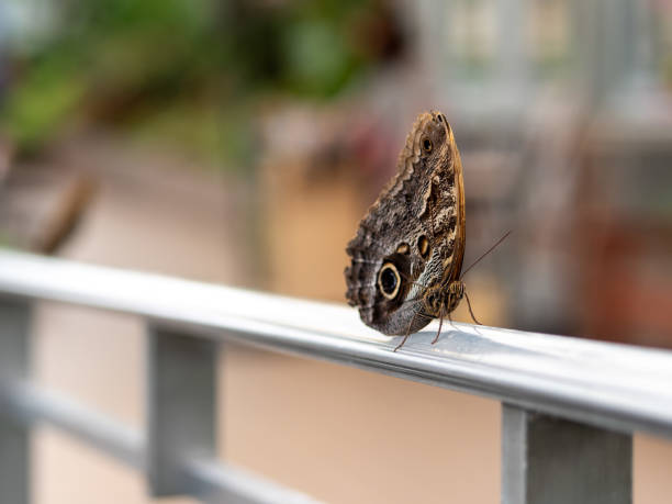istock Big Brown Butterfly in the Forest 1318681573