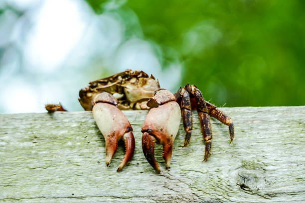 crab on beach, digital photo picture as a background