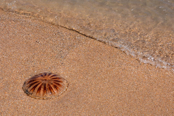 Photo picture Empty mediterranean sand beach in south france