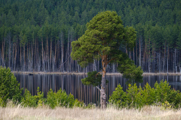 istock big green pine tree on the river bank and pine forest 1318682387