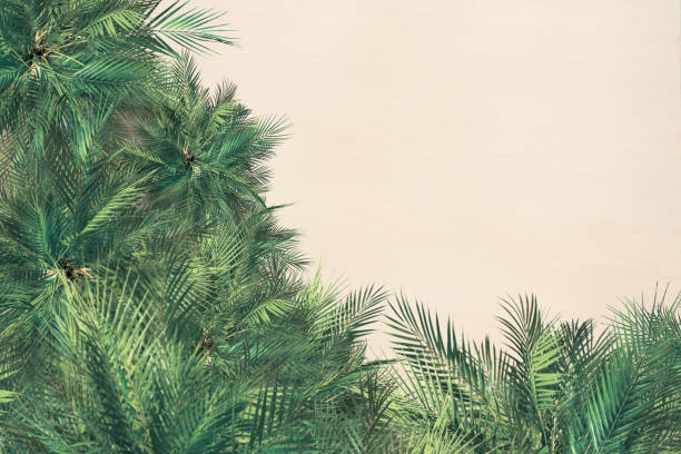 vista superior e aérea na praia de areia tropical, palmeira. copie o espaço. foto de drone. fundo - luxary - fotografias e filmes do acervo