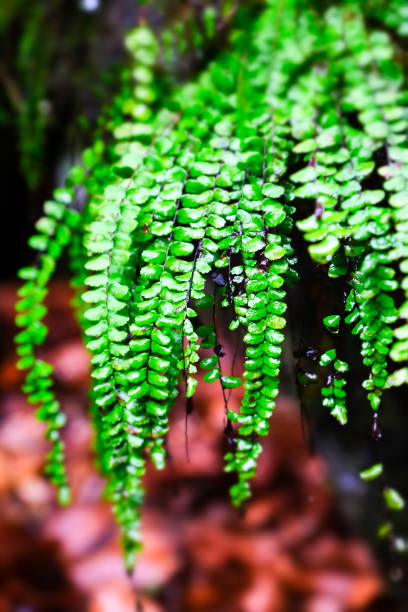 каньон реки природа сфотографирован с миниатюрным эффектом - tilt shift lense стоковые фото и изображения