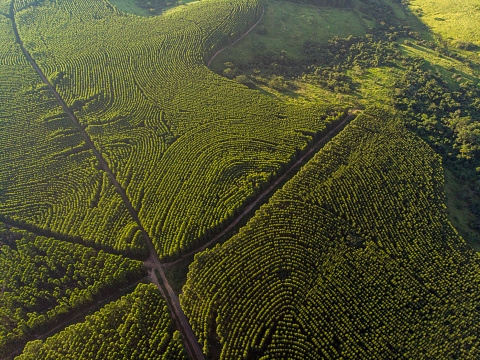 Eucalyptus plantation in Brazil. Cellulose paper agriculture. Birdseye drone view. Eucalyptus Green Forest Aerial View