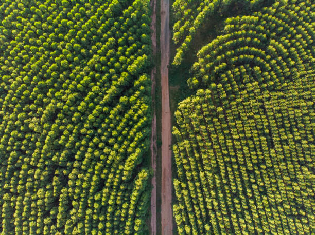 �ブラジルのユーカリプランテーション。セルロース紙農業。バーズアイドローンビュー。ユーカリグリーンフォレスト空中写真 - eucalyptus wood ストックフォトと画像