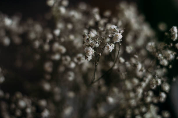 istock circle frame created from white daisies on a background of gray stones 1318683310