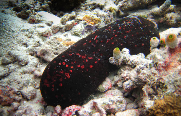 Sea cucumber (Holothuria) - black with red spots Sea cucumber - black with red spots on coral reef of Maldives holothuria stock pictures, royalty-free photos & images