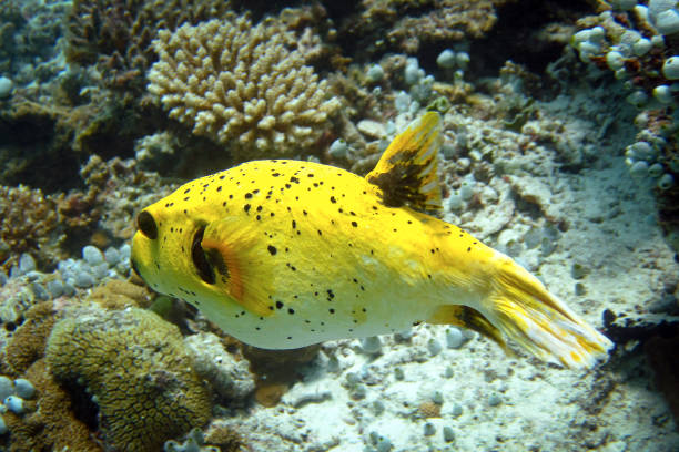 Black-spotted Pufferfish (Arothron Nigropunctatus) yellow variation of colour Black-spotted Pufferfish (Arothron Nigropunctatus) yellow variation of colour - full length  on coral reef of Maldives arothron nigropunctatus stock pictures, royalty-free photos & images