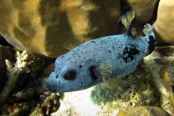 Black-spotted Pufferfish (Arothron Nigropunctatus) Black-spotted Pufferfish (Arothron Nigropunctatus) full length  on coral reef of Maldives arothron nigropunctatus stock pictures, royalty-free photos & images