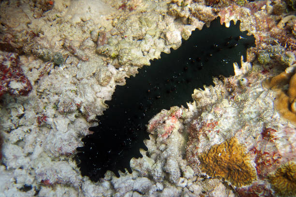 Holothuria - Stichopus Chloronotus - Sea Cucumber Holothuria - Stichopus Chloronotus - Sea Cucumber on a coral reef of Maldives holothuria stock pictures, royalty-free photos & images
