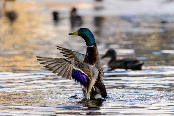 istock drake - male duck 1318683654