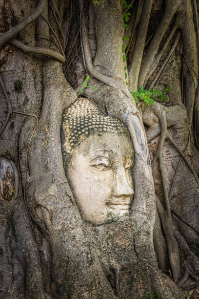 istock Head of Buddha old statue in tree roots 1318684578