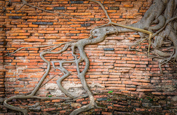Texture and detail of tree roots on old red brick wall