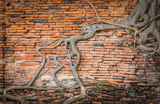 Texture and detail of tree roots on old red brick wall for background.