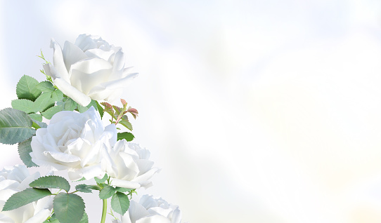 Blurred horizontal background with rose flowers of white color. Copy space for your text. Mock up template. Can be used for wallpaper, wedding card, web page banner
