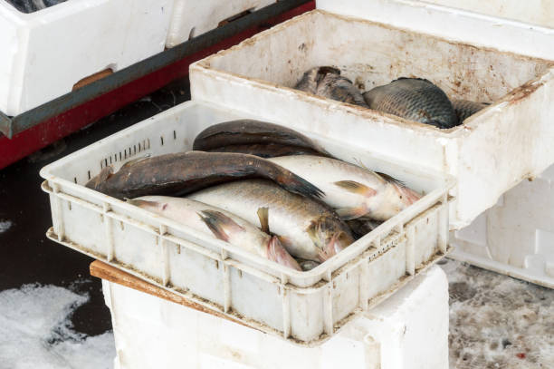 istock fish in plastic containers. Fish trading on the market 1318686276