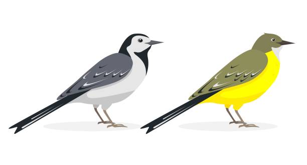 White and yellow wagtail birds isolated on white White and yellow wagtail birds. Different types of wagtails isolated on white background. Icons vector illustration for nature design. thrush bird stock illustrations