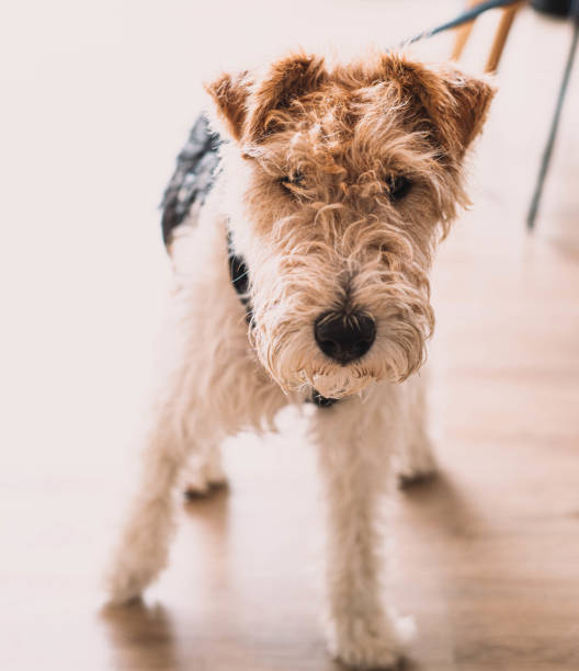 istock photo of a dog breed fox terrier 1318687439