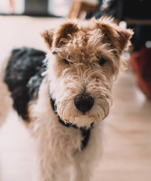 istock photo of a dog breed fox terrier 1318687475
