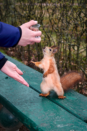 Squirrel reaches for the nut in the man's hands on a park bench. Red Squirrel stands on its hind legs