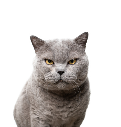 big blue british shorthair cat looking at camera angry portrait on white background