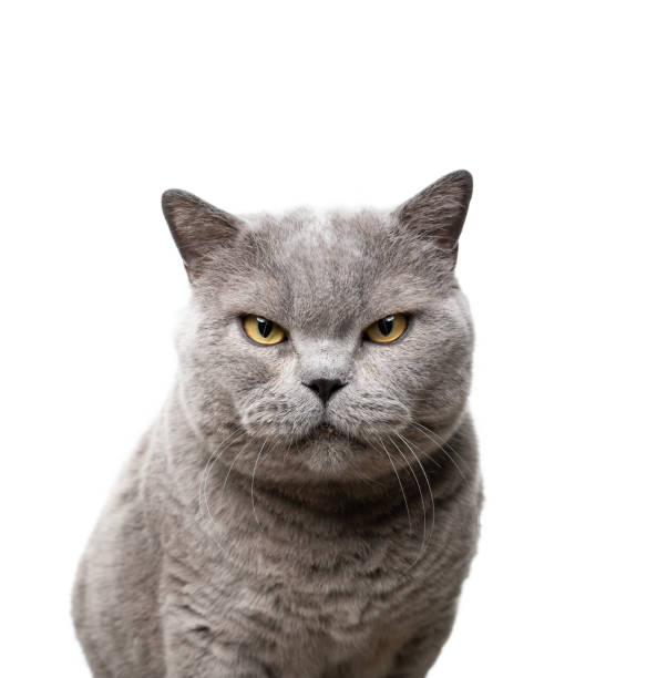 big blue british shorthair cat looking at camera angry portrait big blue british shorthair cat looking at camera angry portrait on white background displeased stock pictures, royalty-free photos & images