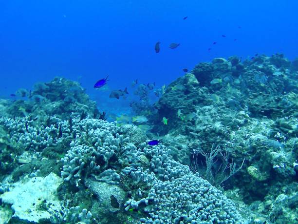 istock Scuba Diving in the Caribbean 1318690106