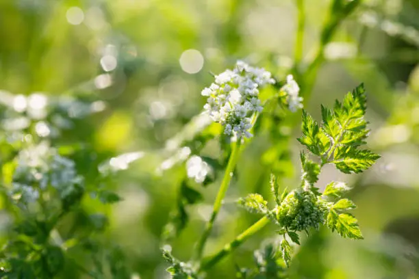 Blooming chervil early in the morning covered with raindrops early in the morning