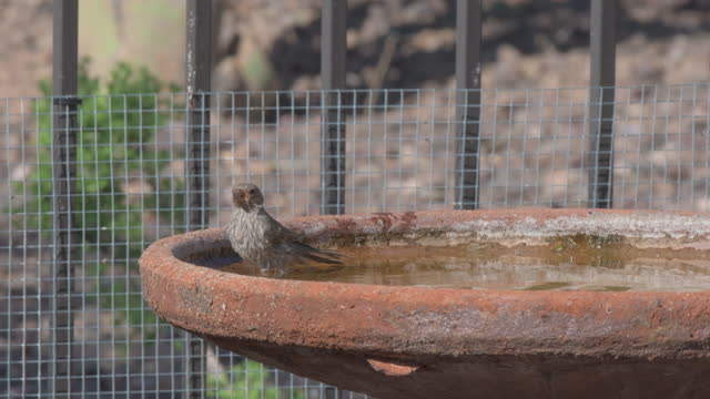 Finch on a Birdbath (2)