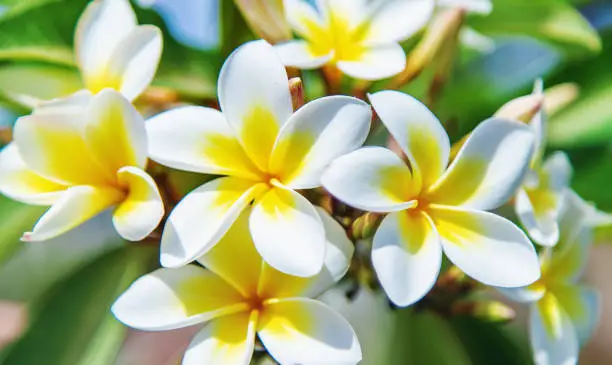 Blooming plumeria flowers against the sky. Selective focus. Nature.