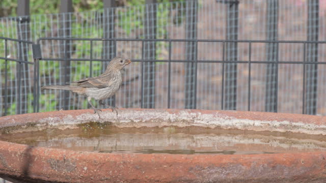 Finch on a Birdbath (1)