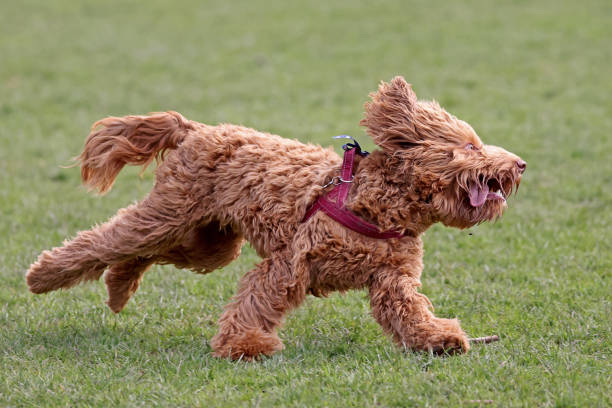 labradoodle dorado en acción - labradoodle fotografías e imágenes de stock