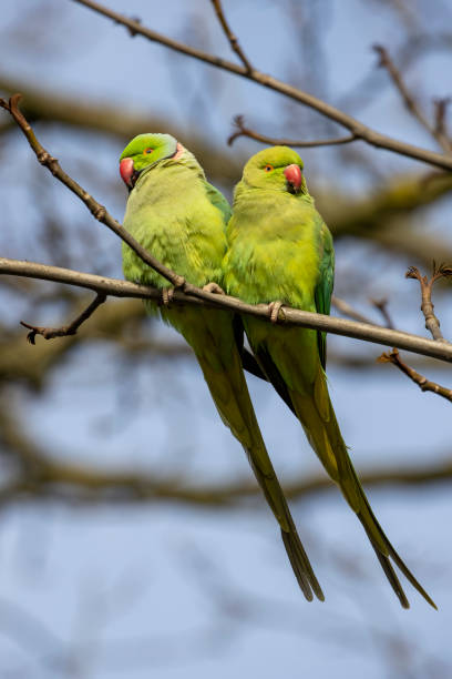 istock view of green parakeets (Psittacula krameri) perching on blooming tree 1318693277