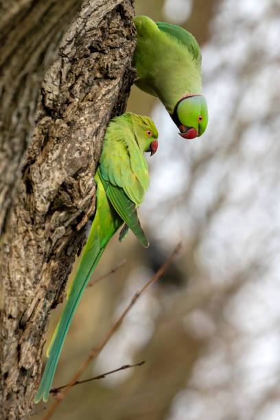 istock view of green parakeets (Psittacula krameri) perching on tree 1318693542