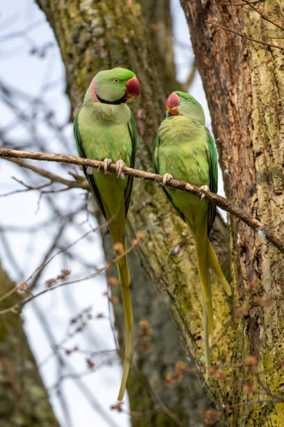 istock view of green parakeets (Psittacula krameri) perching on bloom tree 1318694281