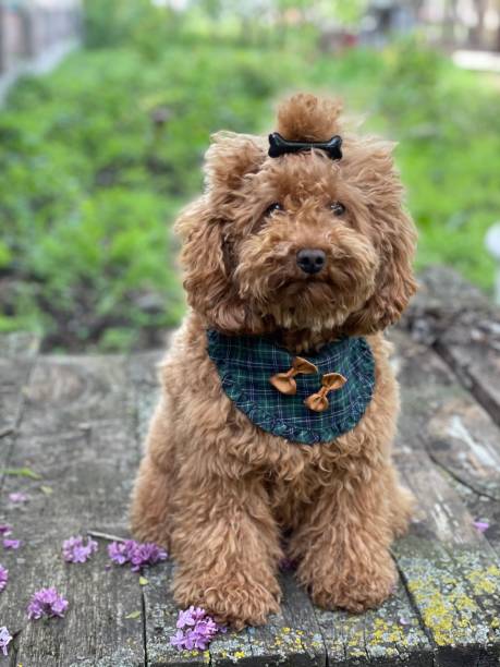 istock Portrait of a sad toy poodle 1318694441