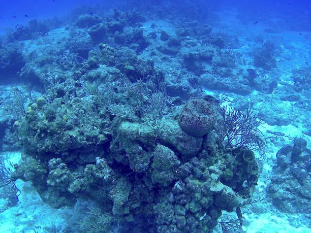 istock The Majestic Caribbean Reef 1318694502