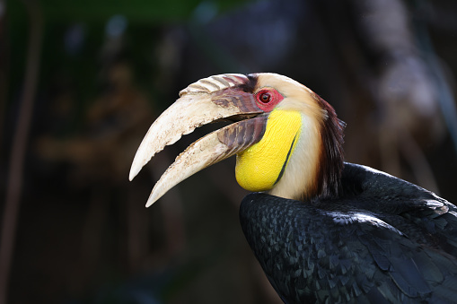 wreathed hornbill (Rhyticeros undulatus), also known as the bar-pouched wreathed hornbill (male)