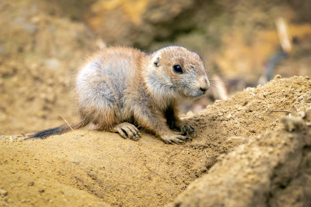 istock Prairie dog youngster on nature background 1318695402
