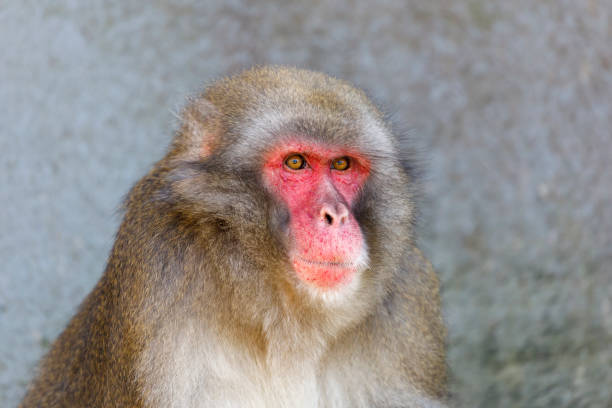 retrato de un macaco japonés (macaca fuscata) al aire libre - japanese macaque monkey isolated on white macaque fotografías e imágenes de stock