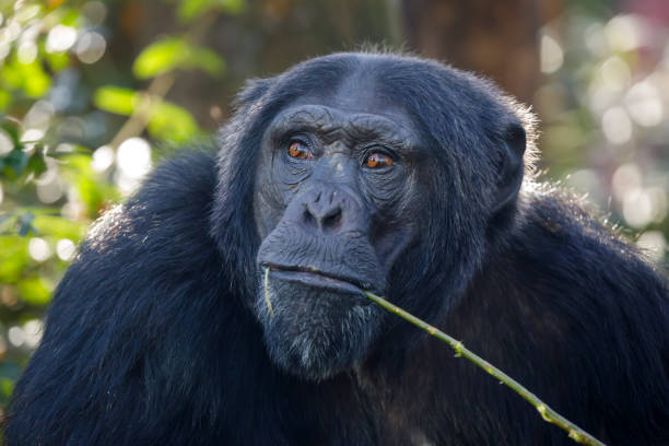 istock chimpanzee (Pan troglodytes) male close up portrait 1318695717