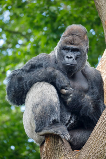 western lowland gorilla on nature background - gorilla zoo animal silverback gorilla imagens e fotografias de stock