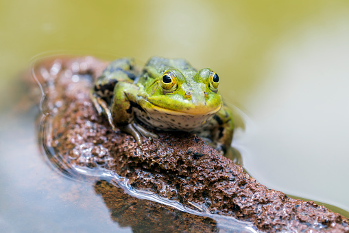 Pool frog (Pelophylax lessonae) outdoor