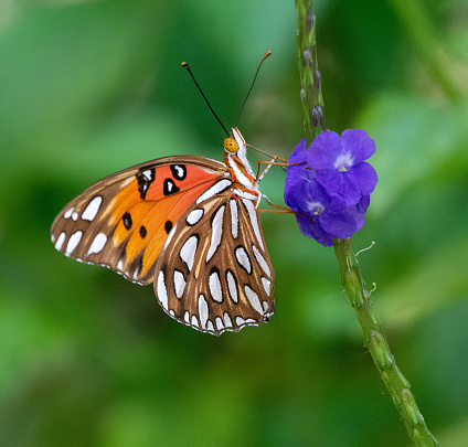 Gulf fritillary butterfly with orange, white, and black markings is seeking pollen on a purple flower against a blurred green leaf background.