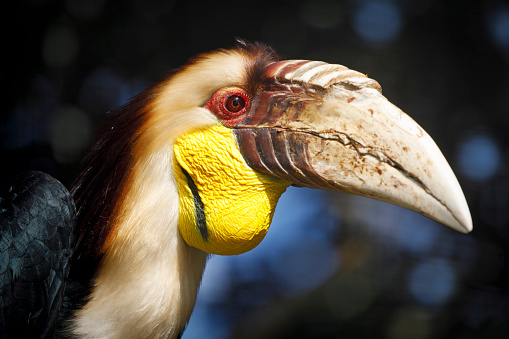 wreathed hornbill (Rhyticeros undulatus), also known as the bar-pouched wreathed hornbill (male)