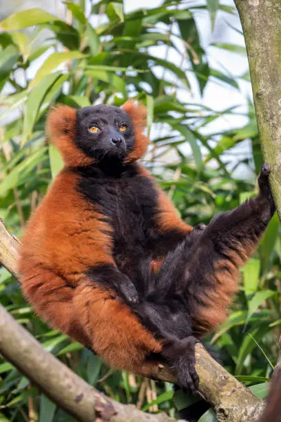 Photo of red lemur (Eulemur rufus) in a tree