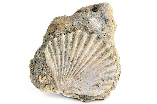 Fossil Shell Pectinidae on white background stock photo