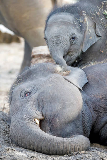 istock Young Asian elephants (Elephas maximus) playing with each other 1318697039