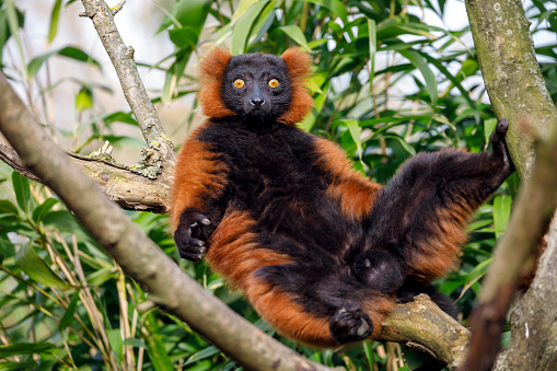red lemur (Eulemur rufus) in a tree